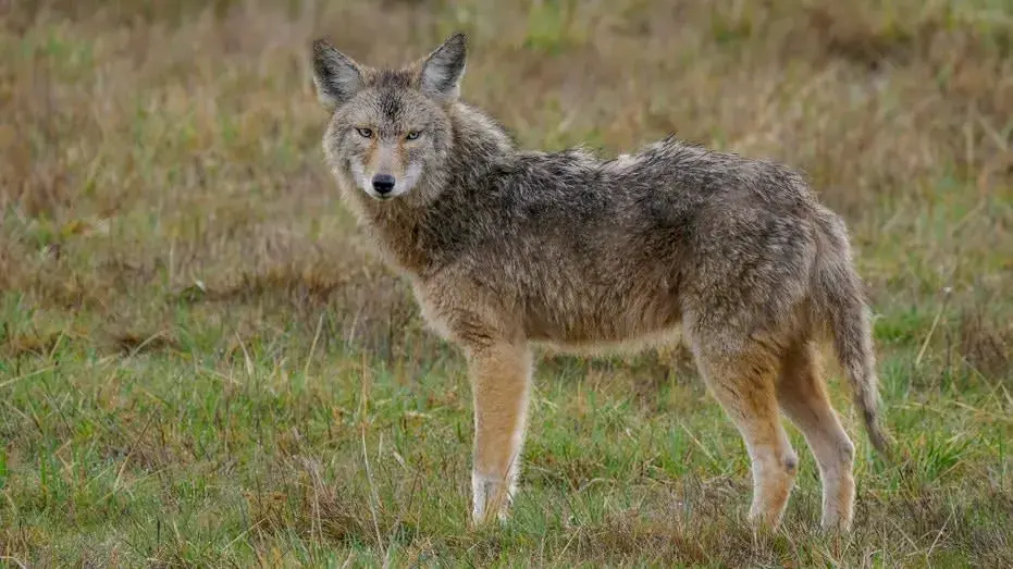 Viral wildlife video captures coyote launching itself into the air to snatch a pear off a tree