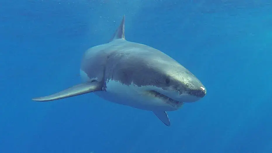 Great white shark makes terrifyingly close pass by fisherman in kayak in shocking video