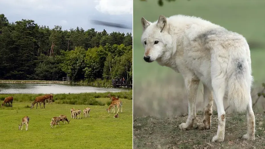 Arctic wolf attacks child during zookeeper event, girl airlifted to hospital